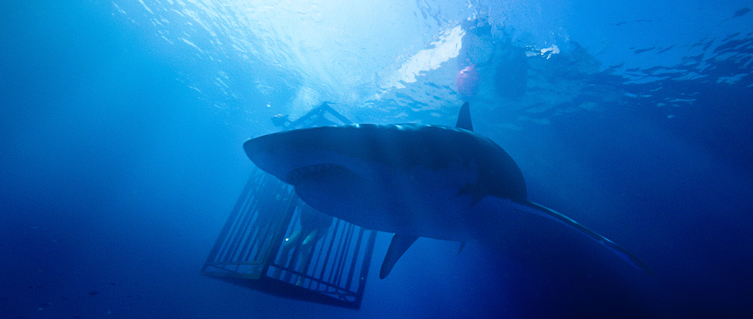 47 METERS DOWN
